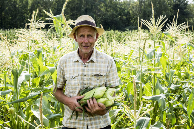 Farmer standing in a field, holding freshly picked sweetcorn. — Stock Photo
