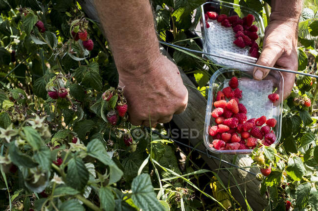 High angle close up of farmer standing in a field, holding punnet of freshly picked raspberries. — Foto stock
