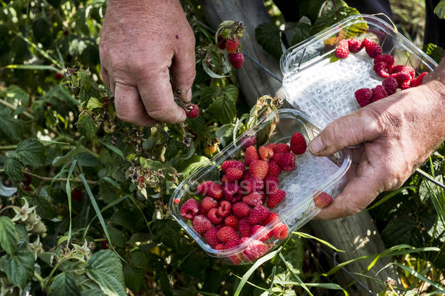 High angle close up of farmer standing in a field, holding punnet of freshly picked raspberries. — Foto stock