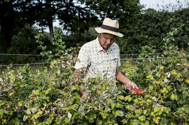 Agricultor de pie en un campo, sosteniendo punnet de frambuesas recién recogidas. - foto de stock