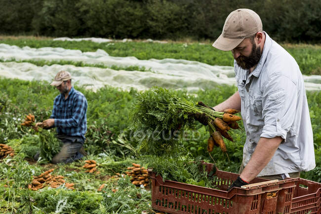 Two farmers kneeling in a field, holding bunches of freshly picked carrots. — Foto stock