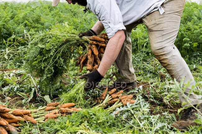 Agricultor parado en un campo, sosteniendo zanahorias recién recogidas. - foto de stock