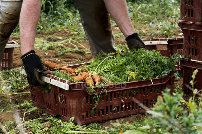 Agricultor parado en un campo, sosteniendo racimo de zanahorias recién recogidas. - foto de stock