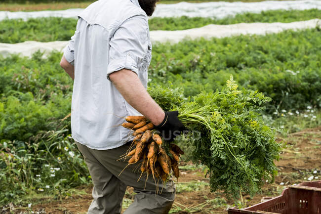 Bauer steht auf einem Feld und hält frisch gepflückte Möhren in der Hand. — Stockfoto