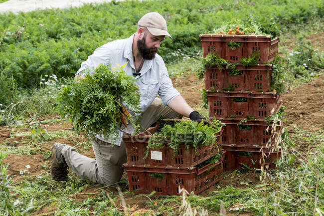 Bauer kniet auf einem Feld und packt Bündel frisch gepflückter Möhren in Plastikkisten. — Stockfoto
