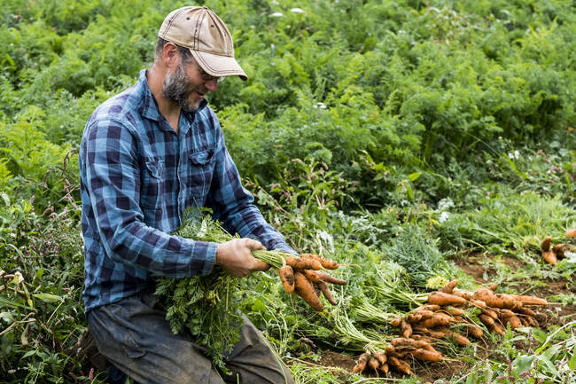 Farmer kneeling in a field, holding bunch of freshly picked carrots. — Stock Photo