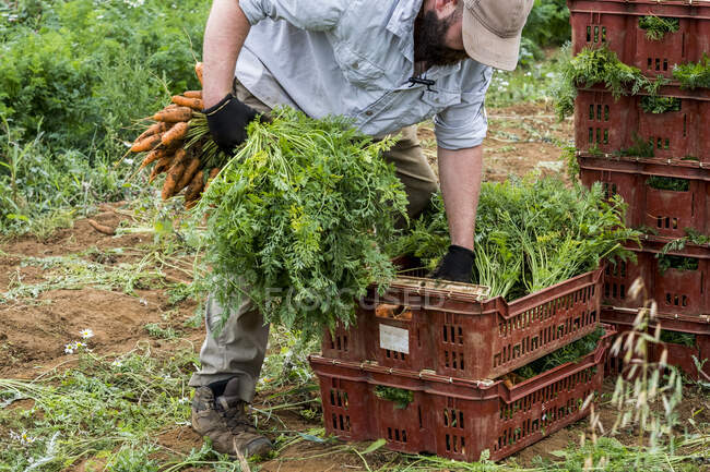 Agricultor parado en un campo, empacando racimos de zanahorias recién recogidas en cajas de plástico. - foto de stock