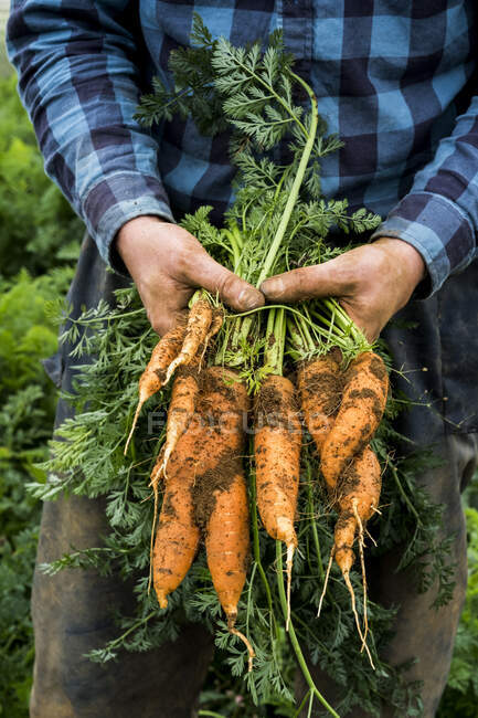 Primer plano del agricultor parado en un campo, sosteniendo zanahorias recién recogidas. - foto de stock