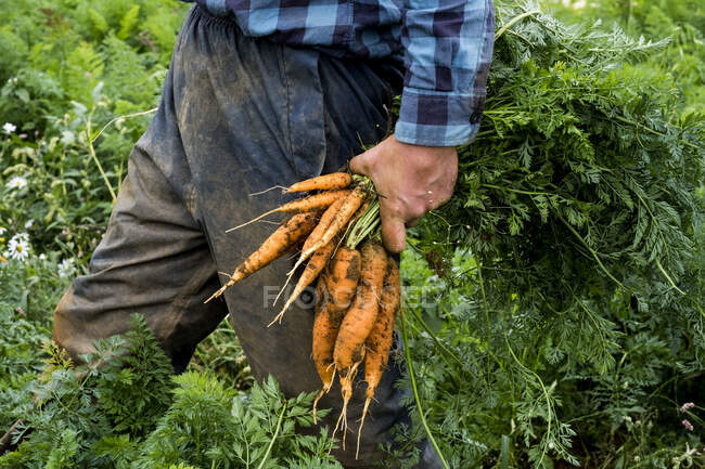 Farmer standing in a field, holding freshly picked carrots. — Foto stock