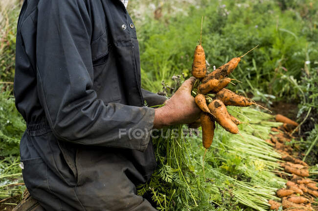 Фермер на колінах у полі, тримаючи купу свіжоспеченої моркви . — стокове фото