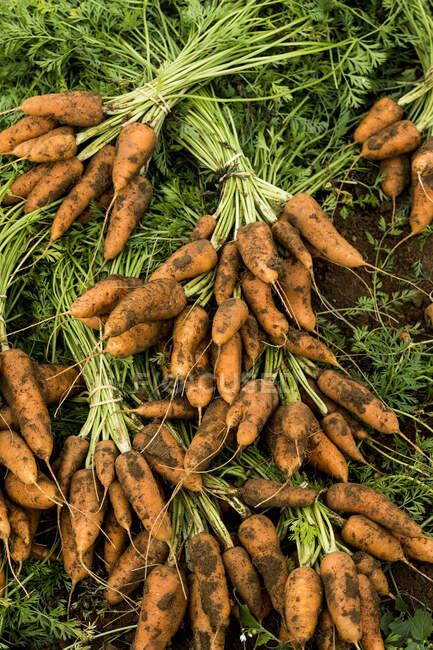 Primer plano de racimos de zanahorias recién recogidas. - foto de stock