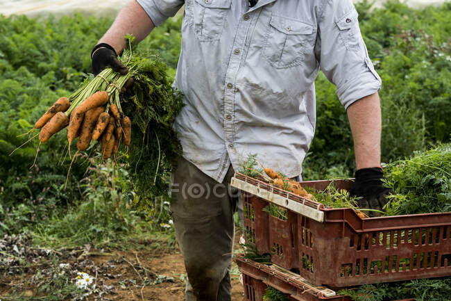 Farmer standing in a field, holding freshly picked carrots. — Foto stock