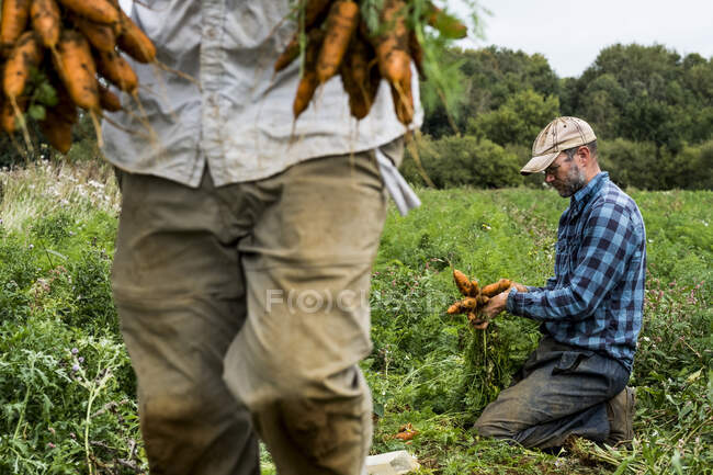 Dos granjeros en un campo, sosteniendo racimos de zanahorias recién recogidas. - foto de stock