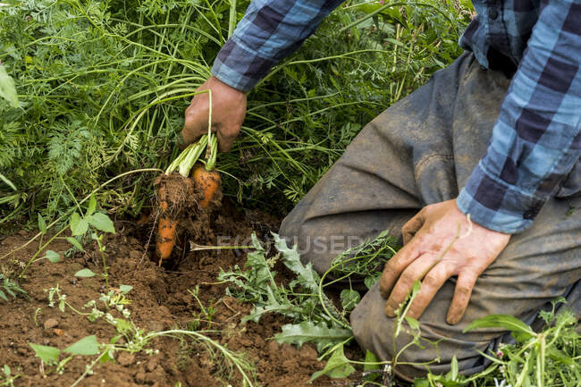 Bauer kniet auf einem Feld und hält ein Bündel frisch gepflückter Möhren in der Hand. — Stockfoto