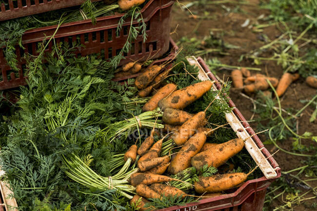 Крупним планом пучки свіжоспеченої моркви в пластиковій ящиці . — стокове фото