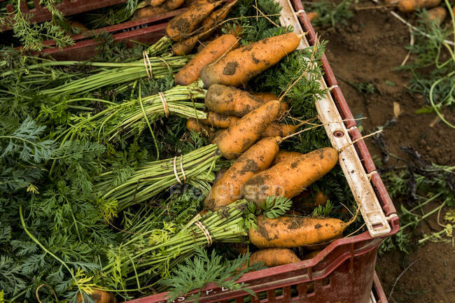 Primer plano de racimos de zanahorias recién recogidas en una caja de plástico. - foto de stock