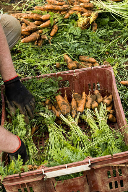 Agricultor arrodillado en un campo, empacando racimos de zanahorias recién recogidas en una caja de plástico. - foto de stock