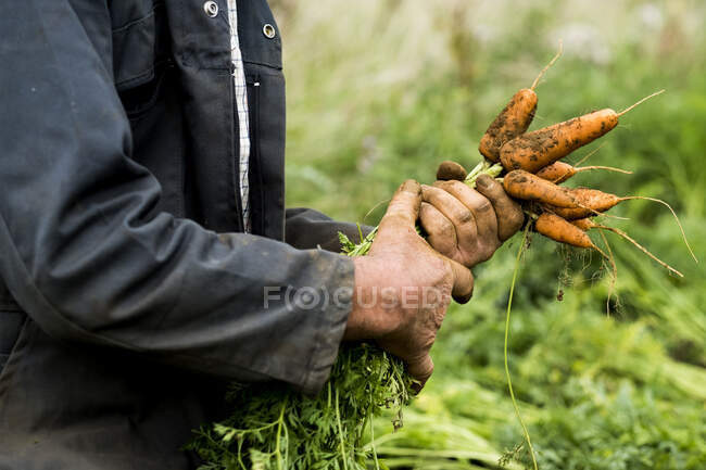 Фермер преклонил колени в поле, держа в руках кучу свежесобранной моркови. — стоковое фото