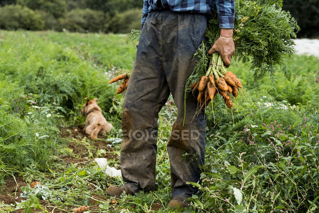 Bauer steht auf einem Feld und hält frisch gepflückte Möhren in der Hand. — Stockfoto