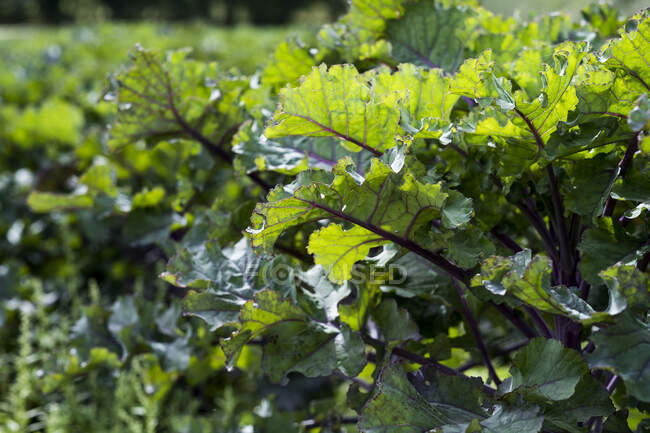Close up of purple kale leaves. — Photo de stock