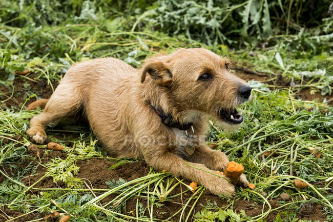 Netter Hund liegt auf einem Feld und frisst Karotte. — Stockfoto