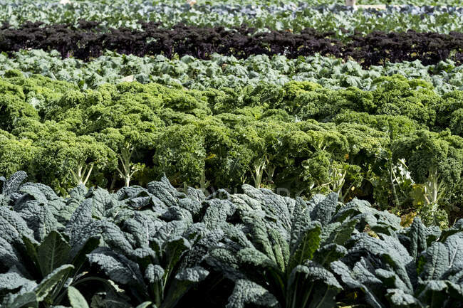 View across rows of green vegetables on a farm. — Photo de stock