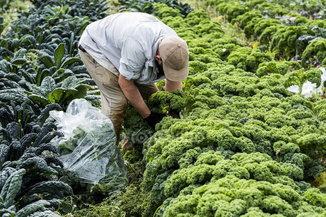 Bauer steht auf einem Feld und pflückt Grünkohl. — Stockfoto