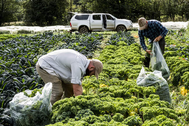 Two farmers standing in a field, picking curly kale. — Foto stock