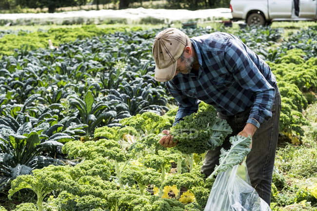 Farmer standing in a field, picking curly kale. — Stock Photo