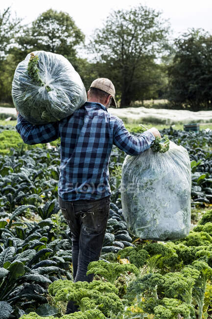 Rückansicht eines Bauern, der auf einem Feld spaziert und große Plastiktüten mit lockigem Grünkohl trägt. — Stockfoto