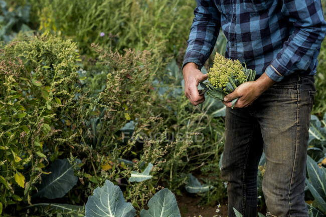 Großaufnahme eines Bauern, der auf einem Feld steht und frisch gepflückten Romanesco-Blumenkohl in der Hand hält. — Stockfoto