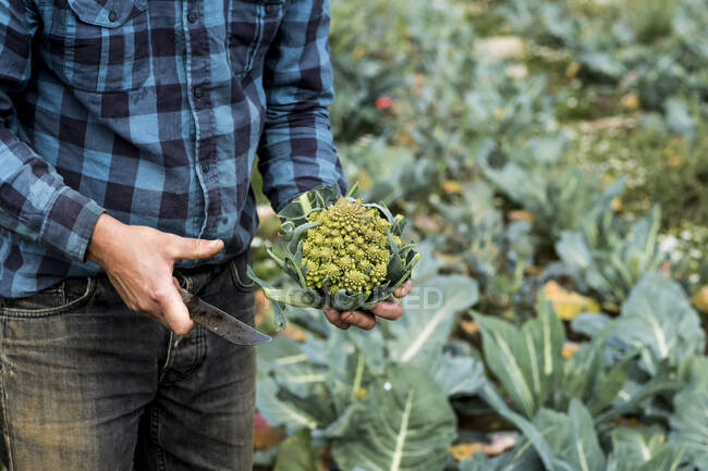 Крупный план фермера, стоящего в поле, держа свежесобранную цветную капусту Романеско. — стоковое фото