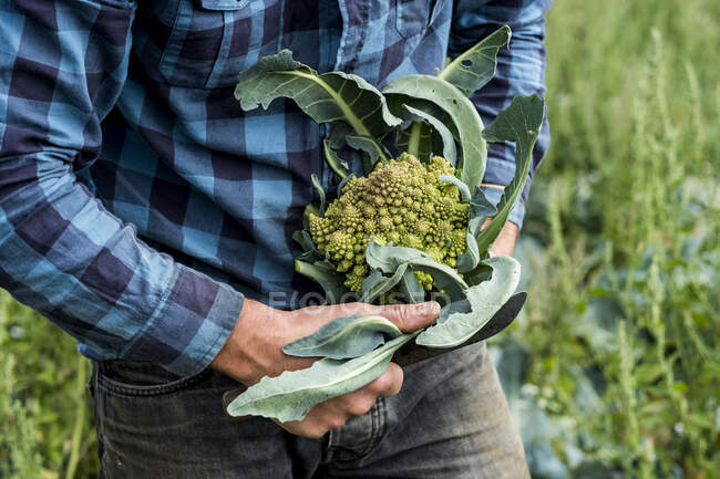 Close up of farmer standing in a field, holding freshly picked Romanesco cauliflower. — Foto stock