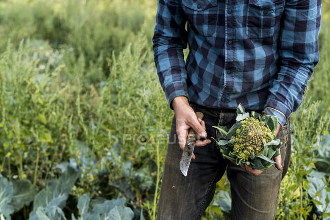 Großaufnahme eines Bauern, der auf einem Feld steht und frisch gepflückten Romanesco-Blumenkohl in der Hand hält. — Stockfoto