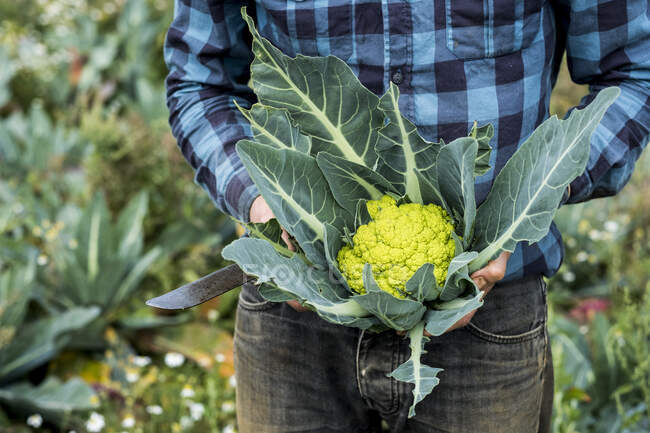 Close up of farmer standing in a field, holding freshly picked Romanesco cauliflower. — Stock Photo