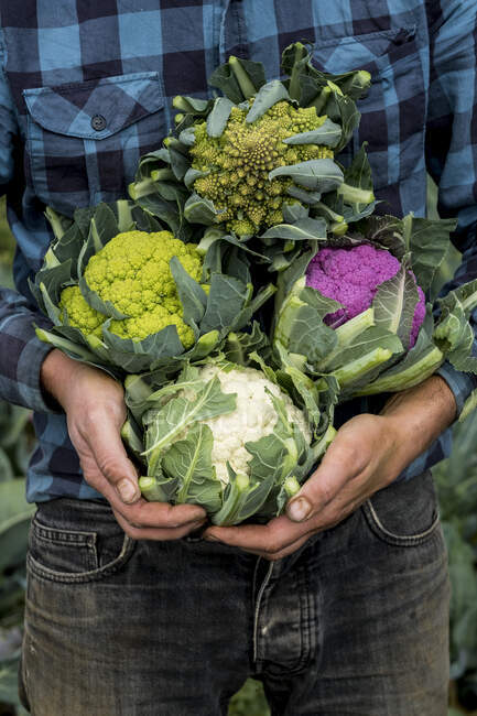 Close up of farmer standing in a field, holding a selection of freshly picked cauliflowers. — Stock Photo