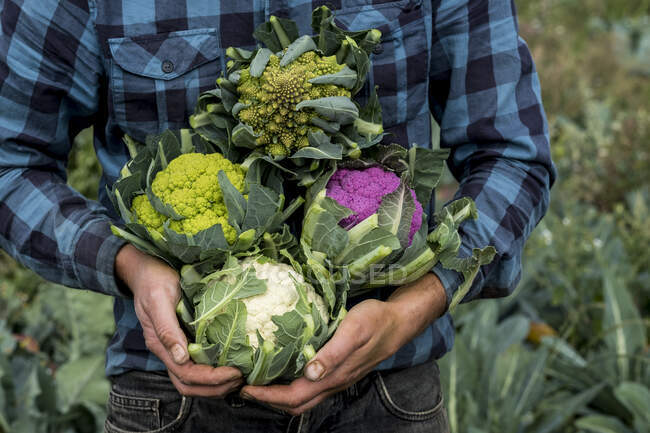 Close up of farmer standing in a field, holding a selection of freshly picked cauliflowers. — Foto stock