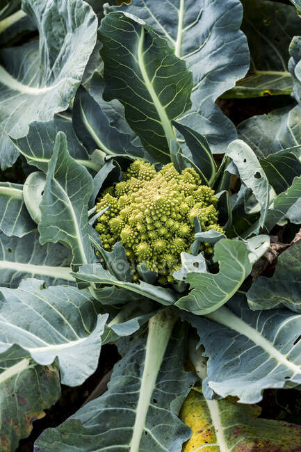 High angle close up of a Romanesco cauliflower. — Fotografia de Stock