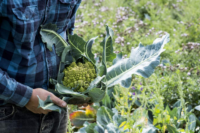 Close up of farmer standing in a field, holding freshly picked Romanesco cauliflower. — Fotografia de Stock
