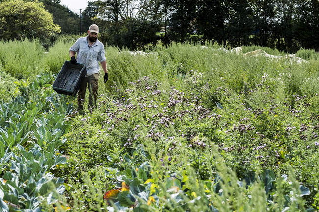 Agricultor caminando en un campo, llevando cajón de plástico negro. - foto de stock