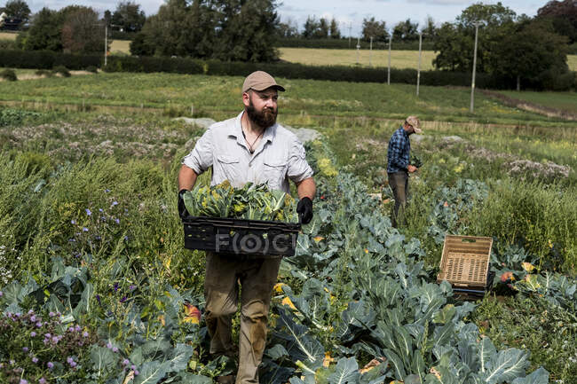 Farmer walking in a field, carrying crate with freshly picked Romanesco cauliflowers. — Stock Photo