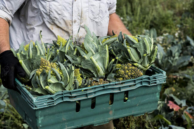 Крупный план фермера, стоящего в поле, держащего ящик со свежесобранными цветными капустой Романеско. — стоковое фото