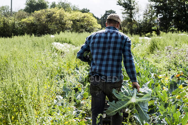 Rear view of farmer wearing black and blue checkered shirt walking through a field. — Stock Photo