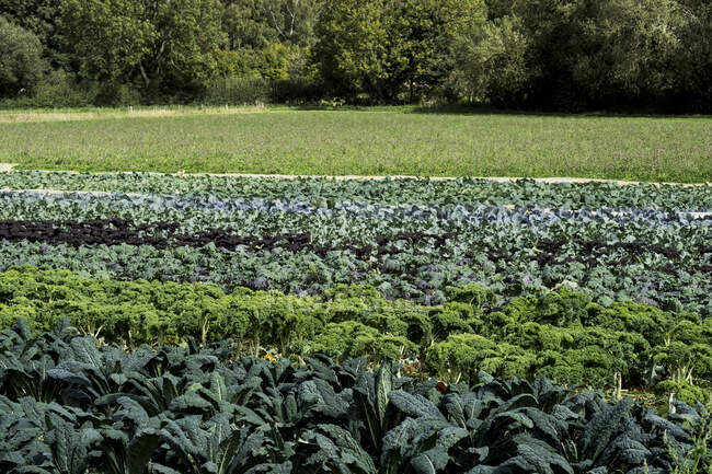 View across rows of green vegetables on a farm. — Fotografia de Stock