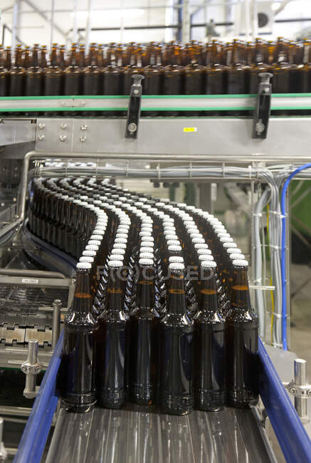 Beer bottling plant with moving belts, rows of bottles, automated process, capping and labelling and placing in crates — Foto stock