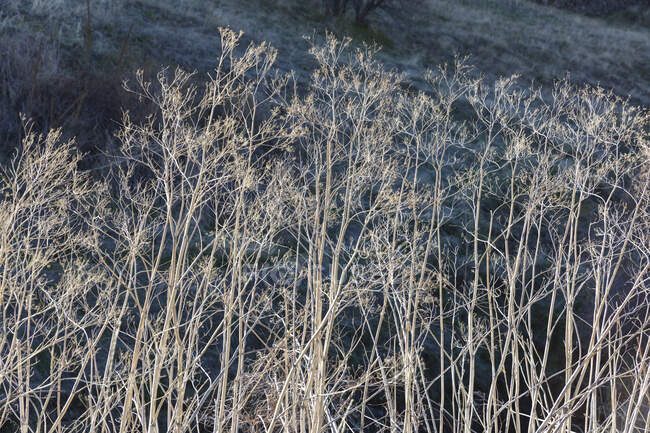 Dry grasses and wild fennel plants — Photo de stock