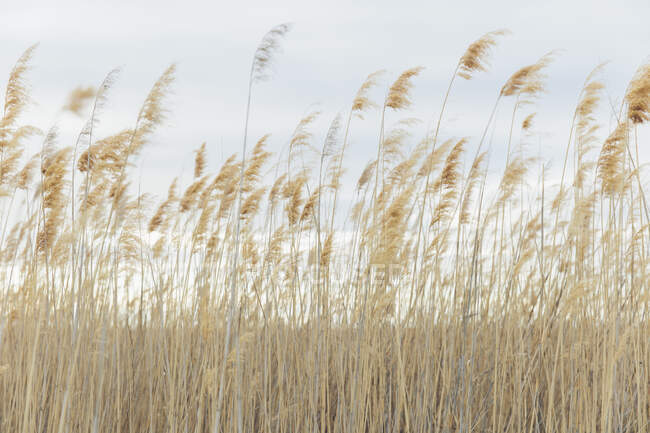 Field of marsh grasses, surface view — Foto stock