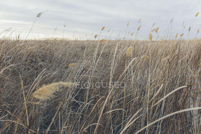 Feld von Sumpfgräsern im Wind, Oberflächenansicht — Stockfoto