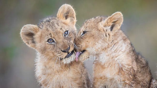 Двоє левів, Panthera leo, сидять разом, один лизає один одного. — стокове фото