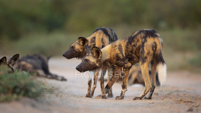 Perros salvajes, Lycaon pictus, de pie en una posición de acecho - foto de stock